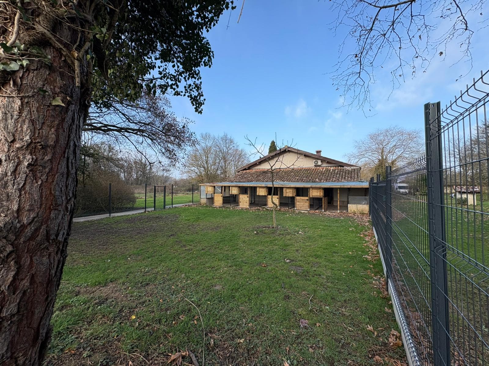 Golden Retriever heureux au Domaine de Simba
